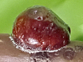Eulecanium tiliae